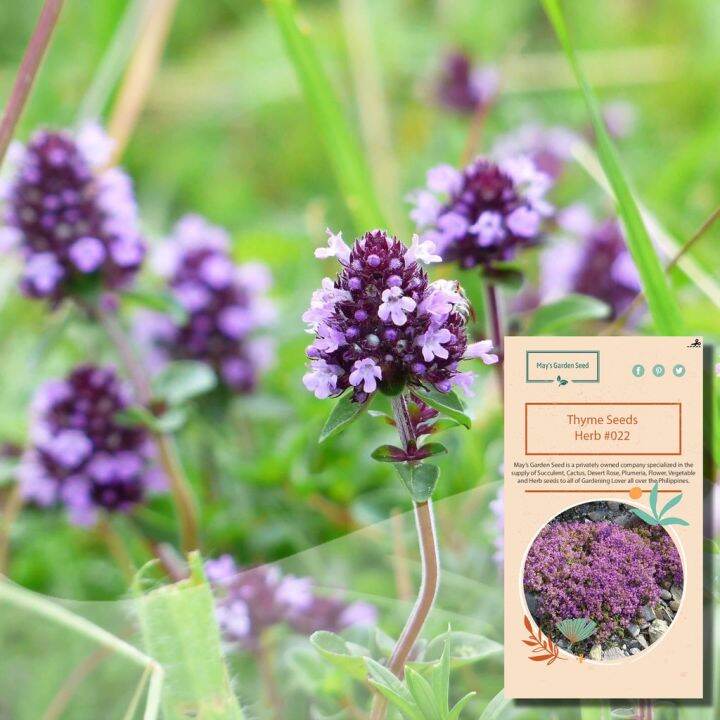 Thyme Seeds Herb Seeds Lazada PH