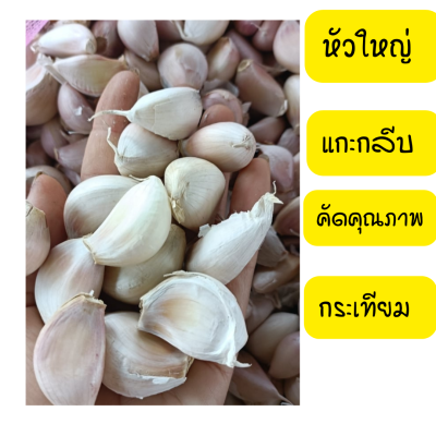 กระเทียม กระเทียมแกะกลีบ กระเทียมจีน ขนาด 500 กรัม และ 1 กิโล พิเศษกดติดตามร้านมีส่วนลดเพิ่ม