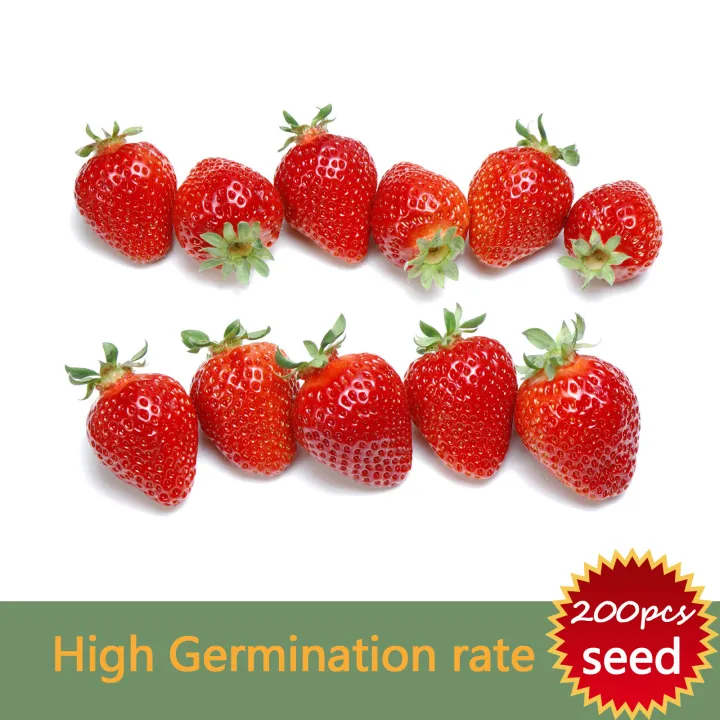High Yielding Variety Strawberry Bonsai seeds for Planting,Fruit Seeds