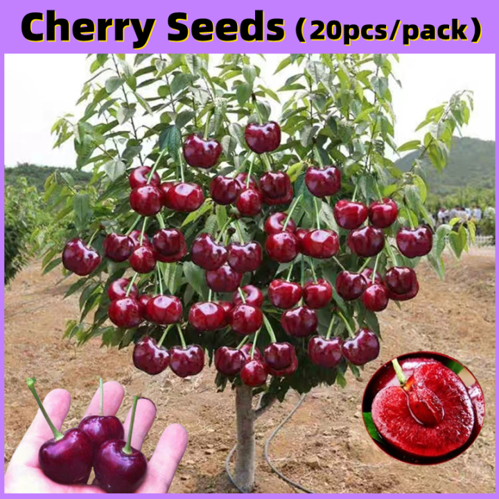 Fast Growing 20seeds Sweet Cherry Seeds for Sale Tropical Fruit Seeds ...