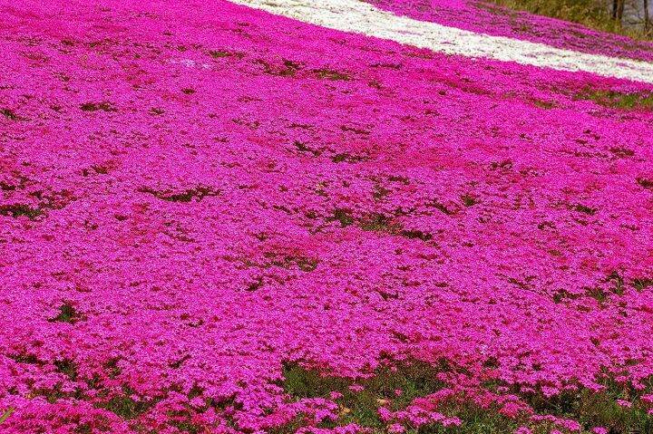 Creeping Thyme Seeds for Planting Red Creeping Thyme Seeds Ground Cover ...