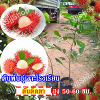 1ต้น ต้นพันธุ์เงาะโรงเรียนฯ เป็นต้นติดตาสูงประมาณ 50-60 ซม. เนื้อหวานกรอบ อร่อยลูกใหญ่สีแดงเข้ม พร้อมจัดส่ง