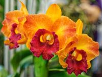 30 เมล็ดพันธุ์ เมล็ดดอกกล้วยไม้  แคทลียา (Cattleya Orchids) Orchid flower seeds อัตราการงอก 80-85%