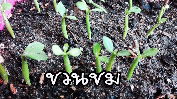 10-เมล็ด-เมล็ดพันธุ์-bonsai-ชวนชม-สายพันธุ์ไต้หวัน-สีแดง-adenium-seed-กุหลาบทะเลทราย-desert-rose-ราชินีบอนไซ-มีคู่มือปลูก-นำเข้าจากไต้หวัน