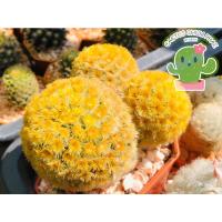 ( Pro+++ ) คุ้มค่า คามิเน่บุดดา(mammillaria carmenae buddha)แท้ขนสั้นเหลือง ราคาดี พรรณ ไม้ น้ำ พรรณ ไม้ ทุก ชนิด พรรณ ไม้ น้ำ สวยงาม พรรณ ไม้ มงคล