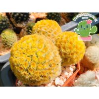 ( Pro+++ ) สุดคุ้ม คามิเน่บุดดา(mammillaria carmenae buddha)แท้ขนสั้นเหลือง ราคาคุ้มค่า พรรณ ไม้ น้ำ พรรณ ไม้ ทุก ชนิด พรรณ ไม้ น้ำ สวยงาม พรรณ ไม้ มงคล