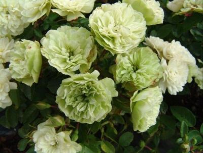 30 เมล็ด เมล็ดพันธุ์ กุหลาบมินท์ Mint Green Blue Rose Seeds ดอกใหญ่ นำเข้าจากต่างประเทศ พร้อมคู่มือ เมล็ดสด ใหม่