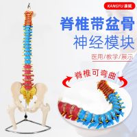 Human spine model of pelvic nerve vertebra lumbar vertebrae bonesetting skeleton skeleton medical teaching