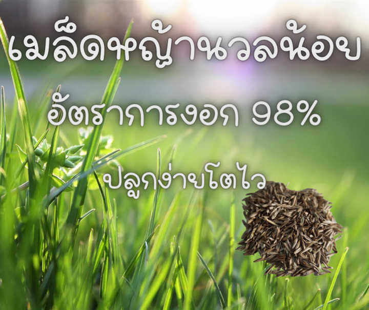 หญ้านวลน้อย-ปลูกง่าย-โตไว-เมล็ดพันธุ์-ปลูกได้-500-ตรม-ราคาถูก