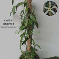 ต้นวานิลลาแพลนนิโฟเลีย กระถาง 10 นิ้ว สูง 90 ซม มี 3 เถา (Planifolia Vanilla Orchid Plant in 10 inch pot) ***จำกัด 1 กระถางต่อ 1 คำสั่งซื้อ***