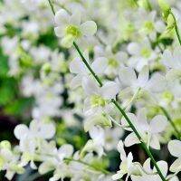 30 เมล็ดพันธุ์ เมล็ดกล้วยไม้ กล้วยไม้สกุลหวาย (Dendrobium) Orchid flower seed อัตราการงอก 80-85%.