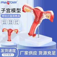 Supply human uterine anatomy teaching model ovaries anatomical model women family planning model of uterus