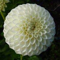 20 เมล็ดพันธุ์ รักเร่ Dahlia Seeds สายพันธุ์ RYECROFT JAN สีขาว รักเร่ รักแรกพบ ดอกไม้แห่งมิตรภาพ ความรักเริ่มต้น เพาะเลี้ยงง่าย ตั้งโต๊ะทำงาน