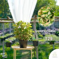 Treeno.9 T345 นาคสามกษัตริย์ กระถาง 8 นิ้ว Caricature Plant   ไม้ประดับมงคล คนไทยนิยมปลูก เพื่อความเป็นสิริมงคล สูง 35-40 ซม.