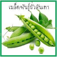 เมล็ดพันธุ์ ถั่วลันเตา (Sugar pea) 50เมล็ด ปลูกง่าย ปลูกได้ทั่วไทย