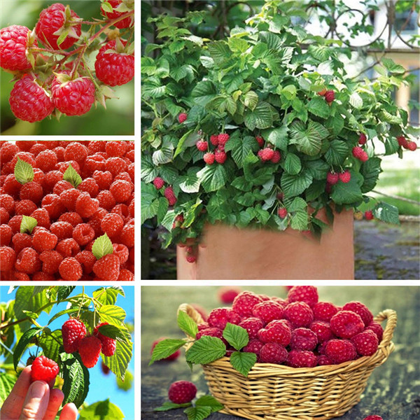 1000Pcs Raspberry Tree Seeds Many Kinds Useful Organic Plant At Your Home 