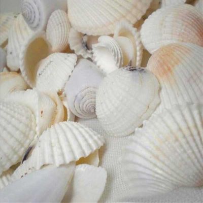BOKALI 100GผสมBeach Shells Aquariumตู้ปลาตกแต่งDIYจำนวนมากเปลือกหอย
