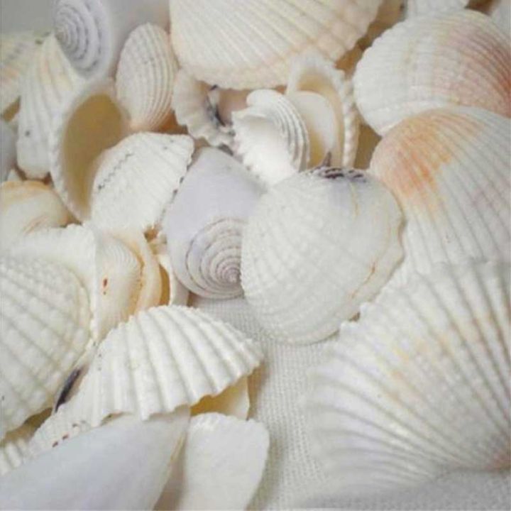 bokali-100gผสมbeach-shells-aquariumตู้ปลาตกแต่งdiyจำนวนมากเปลือกหอย
