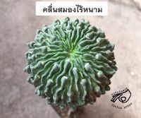 คลื่นสมองไร้หนาม คลื่นสมอง คลื่นสมองด่าง Stenocactus Echinofossulocactus คลื่น สมอง ด่าง เมล็ด กระบองเพชร  แคคตัส