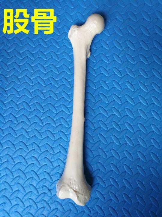 human-body-skeleton-model-of-limbs-long-bone-simulation-of-adult-femur-tibia-fibular-humerus-ulna-radial-shoulder-bones