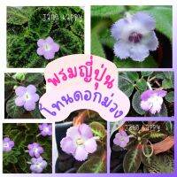 พรมญี่ปุ่น "โทนดอกสีม่วง" (
purple flower tone) สีดอกตามหาสวยละมุน แปลกใหม่ พันธ์หายาก มีหลากหลายแบบ (กระถาง 3 นิ้ว)