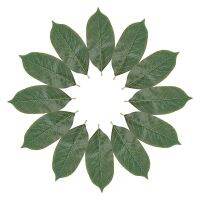 50แพ็คประดิษฐ์ดอกไม้พืชประดิษฐ์ Magnolia Leaves PARTY Home Decor งานแต่งงานตกแต่งดอกไม้ Art Wall Shooting Plant อื่นๆ Organizer