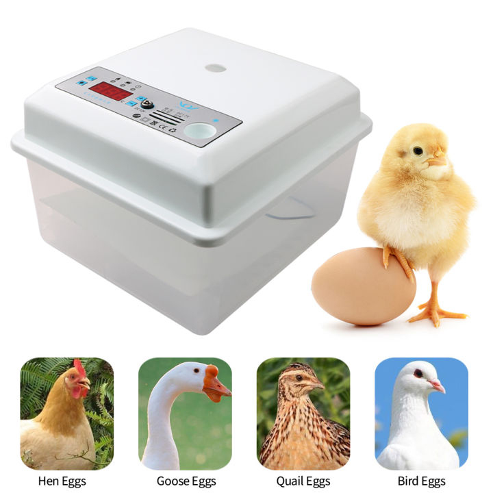 ไข่ไก่-incubator-dual-power-20ไข่เตียงน้ำนก-quail-brooder-ไข่-incubator-hatchery-incubator-controller-thermostat