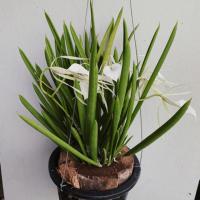 ( Pro+++ )++ เจ้าหญิงรัตติกาล - Brassavola nodosa (L.) Lindl. ราคาดี ต้นไม้ ฟอก อากาศ กระถาง ต้นไม้ ไม้ ประดับ ต้นไม้ ปลูก ใน บ้าน