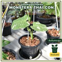 ส่งฟรี ต้นมอนสเตอร่าไทคอน Monstera Thai constellation