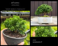 แก้วแคระ ใบละเอียด กระถาง4" Dwarf Kamini (Dwarf Murraya Paniculata) ดอกสีขาว บอนไซจิ๋ว mini bonsai