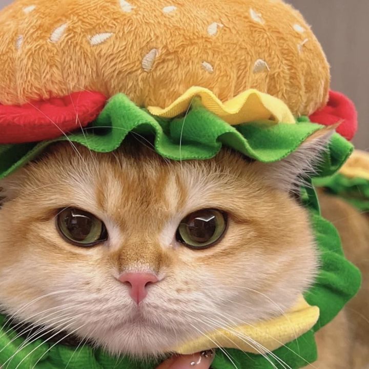 dimama-codหมวกแมว-รูปแฮมเบอร์เกอร์น่ารัก-หมวกสัตว์เลี้ยง-สําหรับสัตว์เลี้ยง-สุนัข-แมว