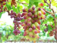 20 เมล็ดพันธุ์ เมล็ด องุ่น Grape Vine Seed อัตราการงอก 80-85%