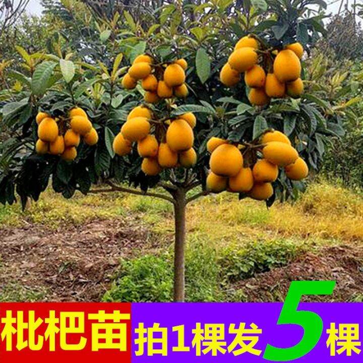 Grafting large five-star loquat seedling seedless loquat sapling extra ...