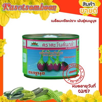 เมล็ดมะเขือม่วง กลม พันธุ์ชมพูนุช เมล็ดพันธุ์ 20 ก. ตราตะวันต้นกล้า สีม่วงเข้ม โตไว ลูกดก