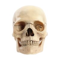 Medical-Skull Human Body Model Education Skull Model 1:2 for Student Teaching Study Assembling Model