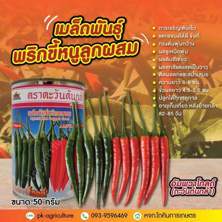 เมล็ดพันธุ์พริกอัมพวาโกลด์-ตะวันต้นกล้า-ขนาด-20-50-กรัม