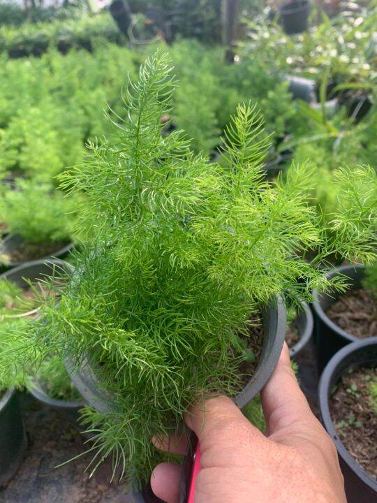 ปริกน้ำค้าง-asparagus-fern-เป็นไม้ปลูกประดับสวนหย่อมในพื้นที่แสงรำไรหรือปลูกลงกระถาง-พุ่มใบโปร่งละเอียดดูสวยงาม-กระถาง6นิ้ว