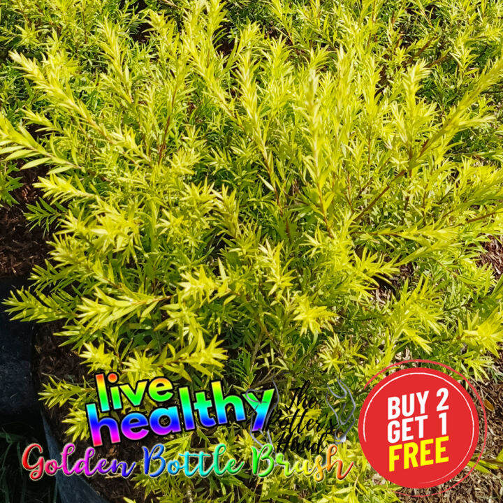 Golden Bottle Brush Outdoor Plant Lazada PH