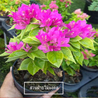 ต้นเฟื่องฟ้าสาวิตรี Bougainvillea hybrid กระถาง 11 นิ้ว