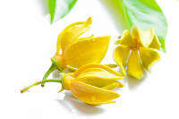 หัวน้ำหอมกลิ่นดอกกะดังงา (YLANG YLANG01) หัวน้ำหอมแท้100% หัวน้ำหอมใส่สบู่ หัวน้ำหอมใส่ครีม ใส่โลชั่น ขนาด30ML-100ML