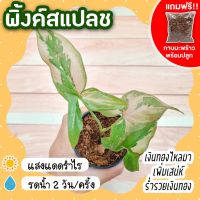 พิ้งค์สแปลช กระถาง 3 นิ้ว [แถมกาบมะพร้าวพร้อมปลูก] Syngonium Pink Splash เงินไหลมาด่างชมพูสวยหวาน ต้นไม้ประดับ ไม้ฟอกอากาศ ต้นไม้ประดับ