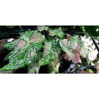 ( Promotion ) สุดคุ้ม เรืองราหุล บอนสี ราชินีแห่งใบไม้( Caladium) ราคาถูก พรรณ ไม้ น้ำ พรรณ ไม้ ทุก ชนิด พรรณ ไม้ น้ำ สวยงาม พรรณ ไม้ มงคล