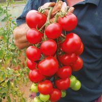 เมล็ดมะเขือเทศเชอรี่กลมสีแดงRed Cherry Tomato ผลกลมแดงสด บรรจุชุดละ50เมล็ด