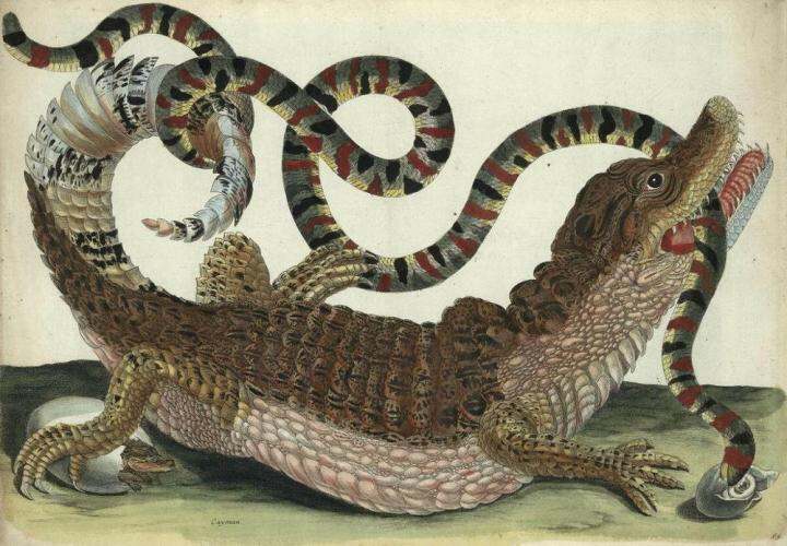 Maria Sibylla Merian The Crocodile Art Film Print Silk Poster Home Wall ...