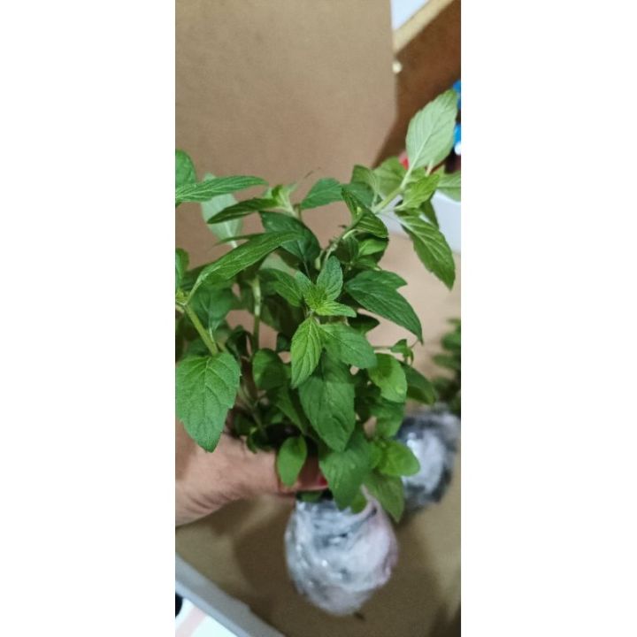 Mint (Yerba Buena) herbs seedlings | Lazada PH