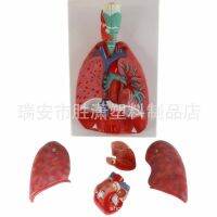 Supply of respiratory system model can be used to remove part of medical teaching equipment model breathing lungs