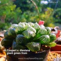 Haworthia cooperi v.diesiana ‘giant green from’ A050