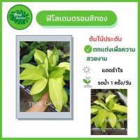 แรไอเท็ม ต้นฟิโลทอง ฟิโลเดนดรอนสีทอง Philodendron ต้นไม้มงคล ต้นไม้ฟอกอากาศ ต้นไม้ประดับ กระถาง 6 นิ้ว สูงประมาณ 15-20 คุ้มสุดสุด ต้นไม้ ฟอก อากาศ กระถาง ต้นไม้ ไม้ ประดับ ต้นไม้ ปลูก ใน บ้าน