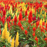 เมล็ดพันธุ์ สร้อยไก่ Mixed Color Celosia Plumosa Flower Seeds for Planting ต้นดอกไม้สวยๆ เมล็ดบอนสี เมล็ดดอกไม้ บอนไซ ต้นไม้ พันธุ์ดอกไม้ ต้นไม้มงคล ต้นไม้ประดับ ต้นไม้ฟอกอากาศ ของแต่งสวน เมล็ดพันธุ์ ดอกไม้จริง ปลูกง่าย ปลูกได้ทั่วไทย (ซองละ 200 เมล็ด)