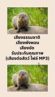 เสียงธรรมชาติ เสียงพังพอน  เสียงชัด รับประกันคุณภาพ (เสียงต่อสัตว์ ไฟล์ MP3)